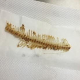 レンジでカリッカリ骨せんべい レシピ 作り方 By Marochan 楽天レシピ レンジでカリッカリ骨せんべい レシピ 作り方 By Marochan 楽天レシピ